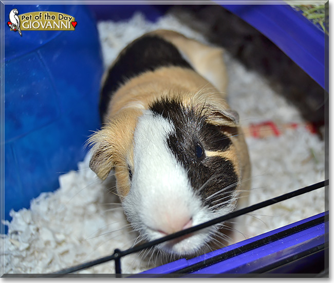 Giovanni, the Pet of the Day Giovanni, the Pet of the Day