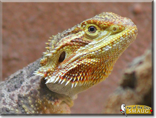 Smaug, the Pet of the Day