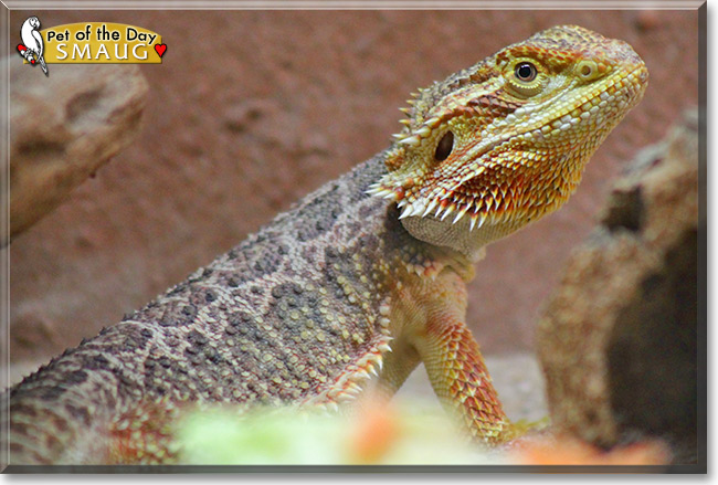 Smaug, the Pet of the Day Smaug, the Pet of the Day