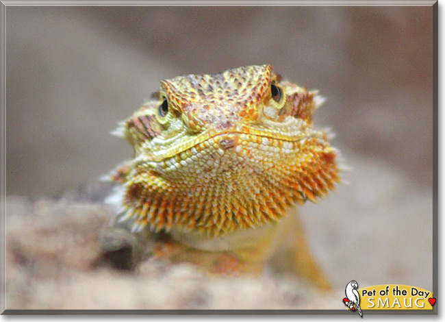 Smaug, the Pet of the Day Smaug, the Pet of the Day