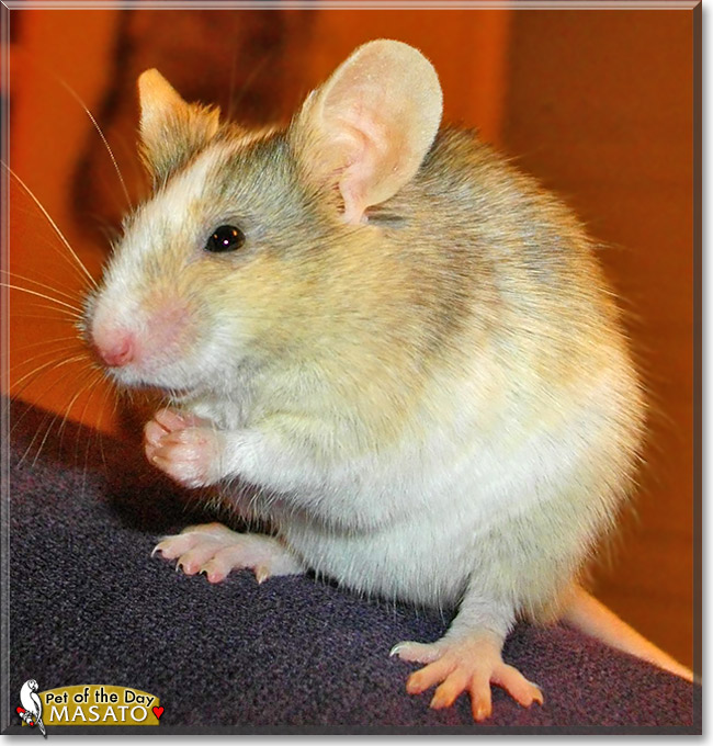 Masato, the Pet of the Day Masato, the Pet of the Day