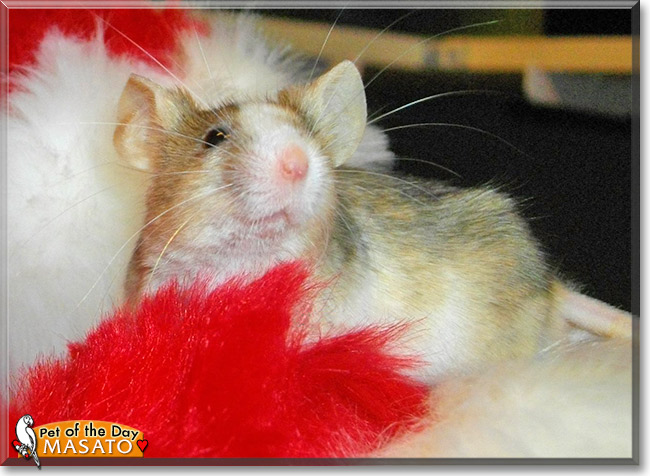 Masato, the Pet of the Day Masato, the Pet of the Day