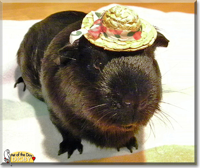Digby, the Pet of the Day Digby, the Pet of the Day