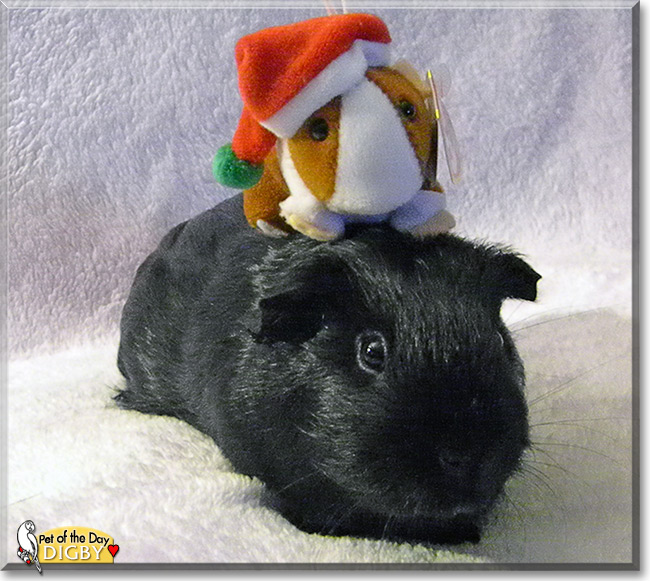 Digby, the Pet of the Day Digby, the Pet of the Day