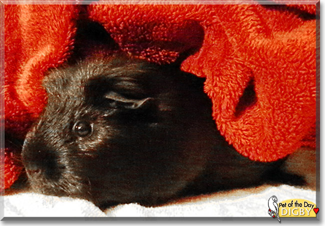 Digby, the Pet of the Day Digby, the Pet of the Day