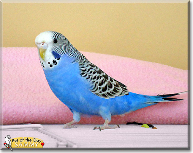 Sammy, the Pet of the Day