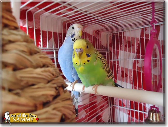 Sammy, the Pet of the Day