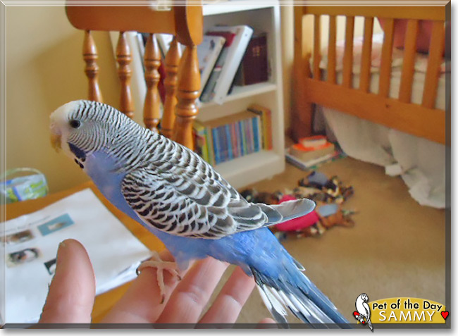 Sammy, the Pet of the Day