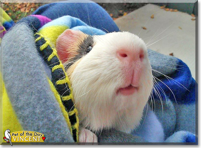 Vincent, the Pet of the Day Vincent, the Pet of the Day