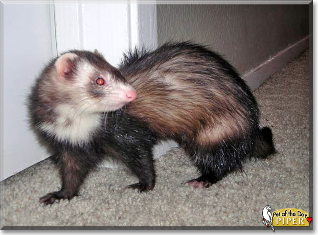 Piper, the Pet of the Day Piper, the Pet of the Day