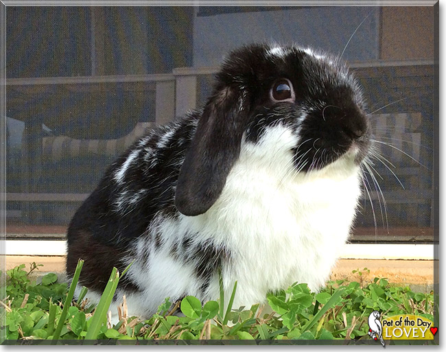 Lovey, the Pet of the Day Lovey, the Pet of the Day