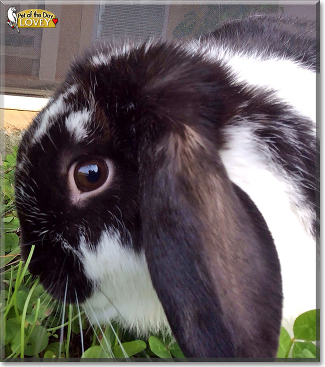Lovey, the Pet of the Day Lovey, the Pet of the Day
