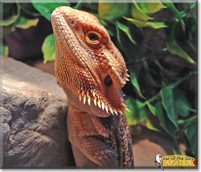 Apalla, the Pet of the Day Apalla, the Pet of the Day