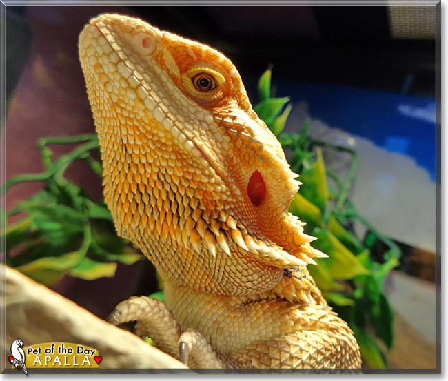 Apalla, the Pet of the Day Apalla, the Pet of the Day