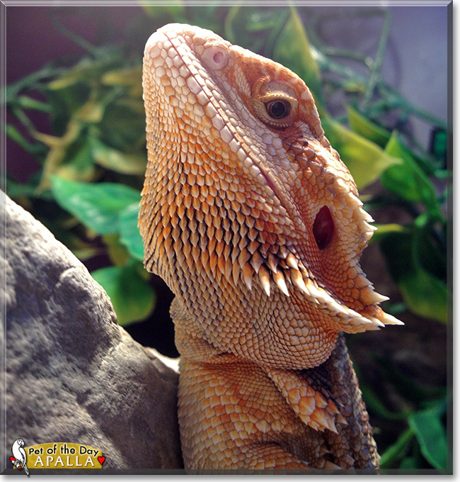 Apalla, the Pet of the Day Apalla, the Pet of the Day