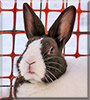 Lily the Dutch Rabbit