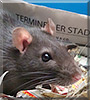 Blanda the Fancy Rat