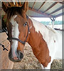 Stormy the Paint Horse