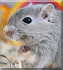 Szaraczka the Gerbil