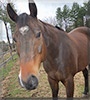 Scotty the Quarter Horse