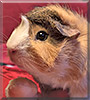 Kimmy the Guinea Pig