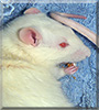 Henry the PEW Fancy Rat