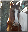 Aspen the American Paint Horse
