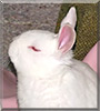 Dolphin the Rabbit