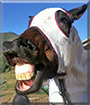 Kitai the Thoroughbred Horse