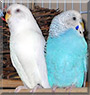 Angel & Casey the Parakeet
