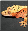 3 Foot the Crested Gecko
