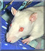 Jack the Fancy Rat