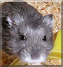 Luxray the Russian Dwarf Hamster