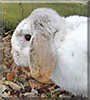 Skittles the Lop Rabbit