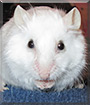 Creampuff the Angora Mouse