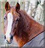 Dempsey Donna the Welsh Pony