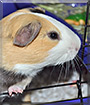 Giovanni the Guinea Pig