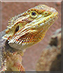 Smaug the Bearded Dragon
