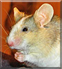 Masato the Fancy Mouse
