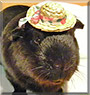Digby the Guinea Pig