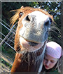 Seasun the Arabian horse