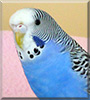 Sammy the Budgerigar