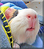 Vincent the Guinea Pig