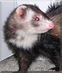 Piper the Sable ferret