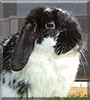 Lovey the Lop Rabbit