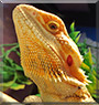Apalla the Bearded Dragon