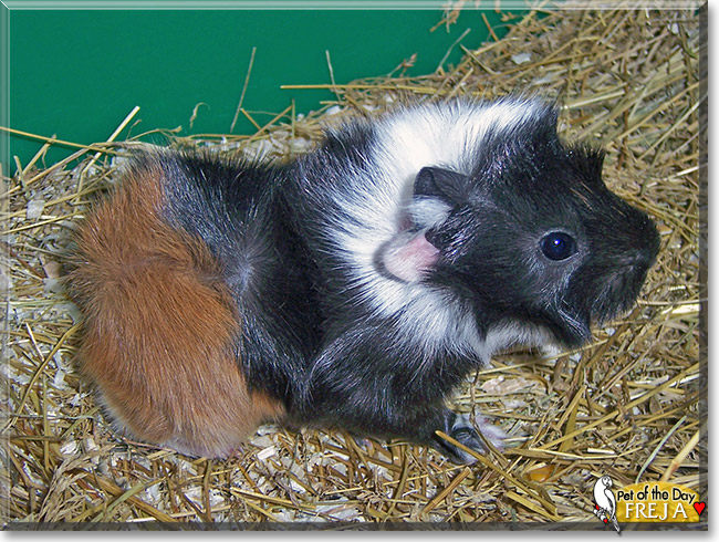 Freja, the Pet of the Day Freja, the Pet of the Day