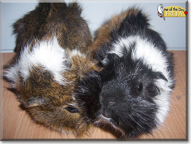 Freja, the Pet of the Day Freja, the Pet of the Day