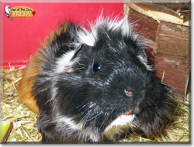 Freja, the Pet of the Day Freja, the Pet of the Day