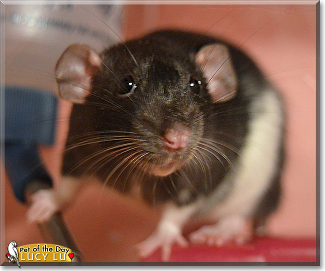 Lucy Lu, the Pet of the Day Lucy Lu, the Pet of the Day